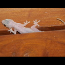 Unser Hausgecko